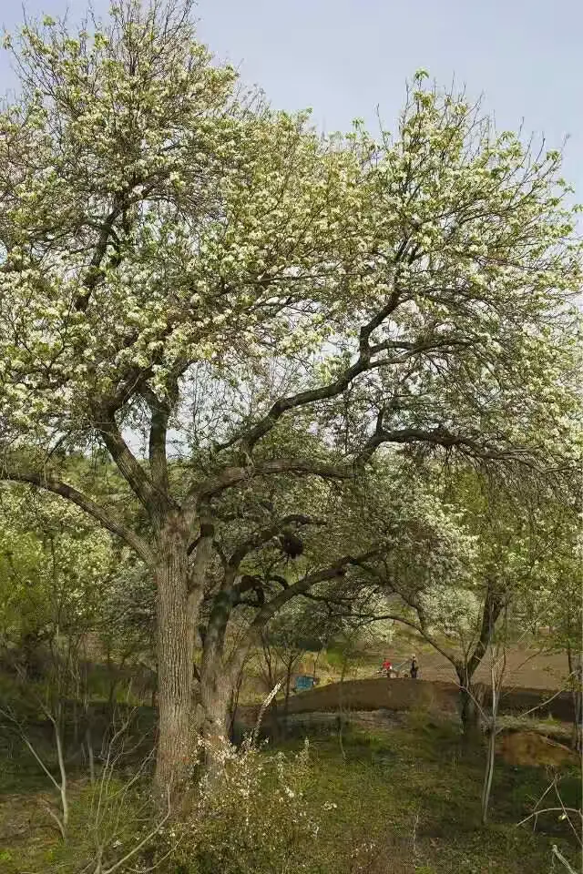 吉林市江密峰安山古梨园