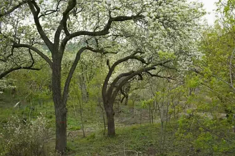 吉林市江密峰安山古梨园