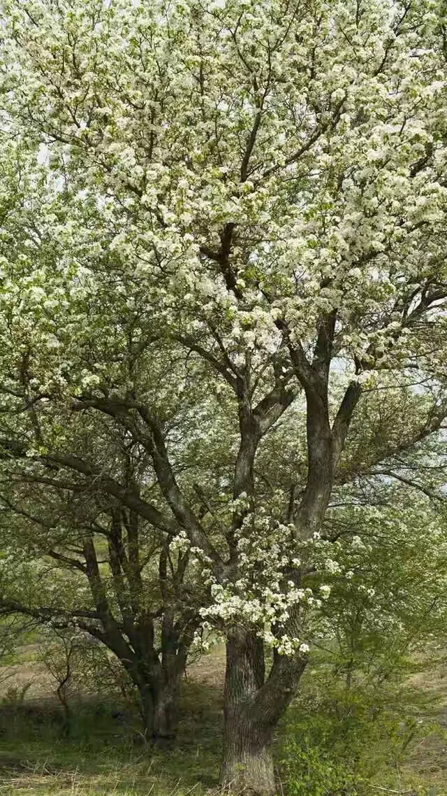 吉林市江密峰安山古梨园