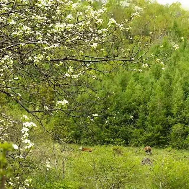 吉林市江密峰安山古梨园