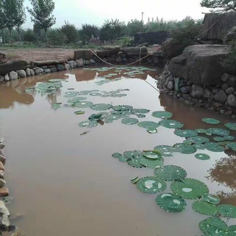 昨天大雨后的南山六顺