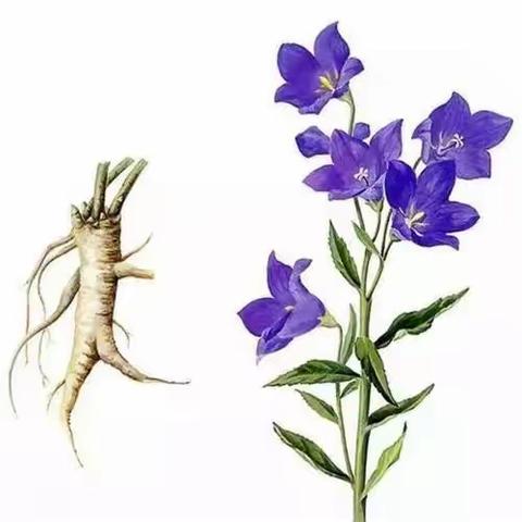 中草药桔梗的故事（1）