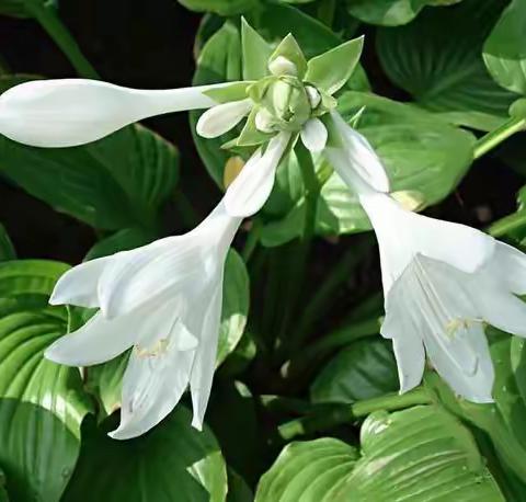 中草药玉簪（上）