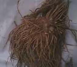 中草药玉簪（中）