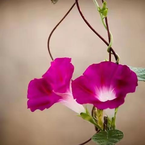 中草药里的故事——圆叶牵牛