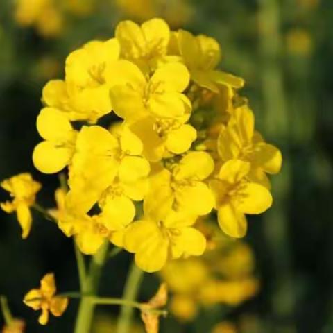 睡前可以做的运动