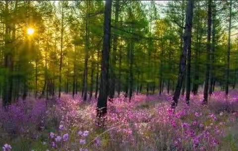 盛开在古中驿站的“兴安杜鹃”花  ——记古中管护区贤妻良母典型吴砚春事迹材料