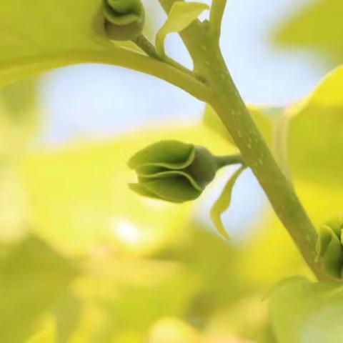 庆云第四中学（北校区）三年级语文赛课活动——赛课促成长，课堂竞芬芳