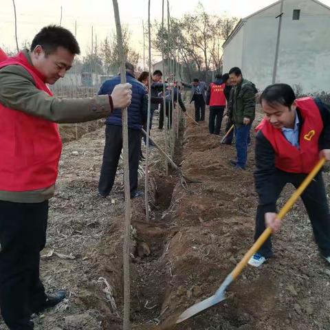 粮食局讯速行动分赴小屯村开展义务植树活动