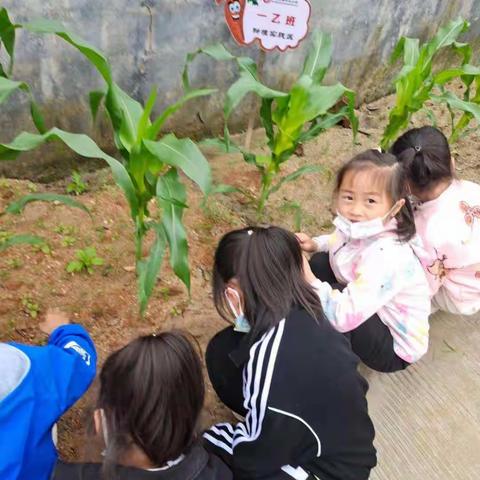 一乙班校园劳动实践——【我们的玉米地】
