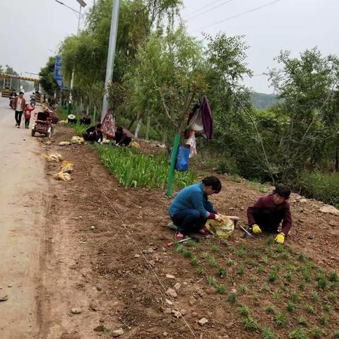 两河口道路绿化