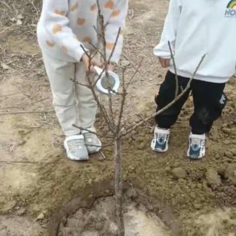 2021—奥城小学一年级八班植树造林