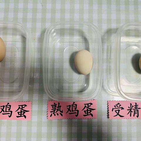 小鸡孵化记（中三班）