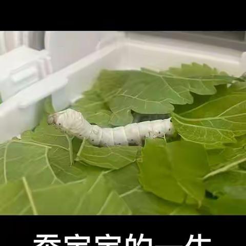 陈雨涵的养蚕日记