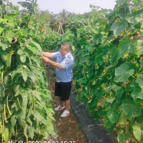 演丰镇群庄村委会群祥村豇豆上市抽检