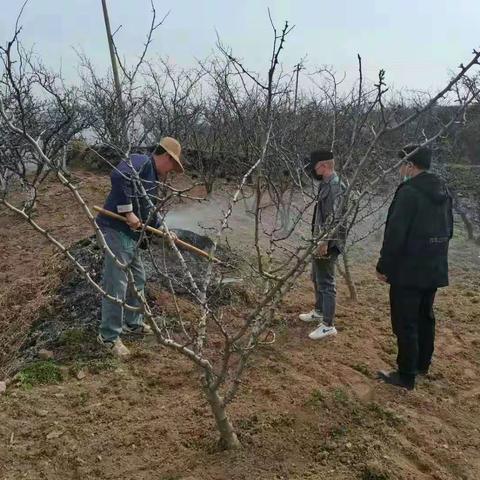 华州区林木病虫害防治检疫站工作剪映（二十一）