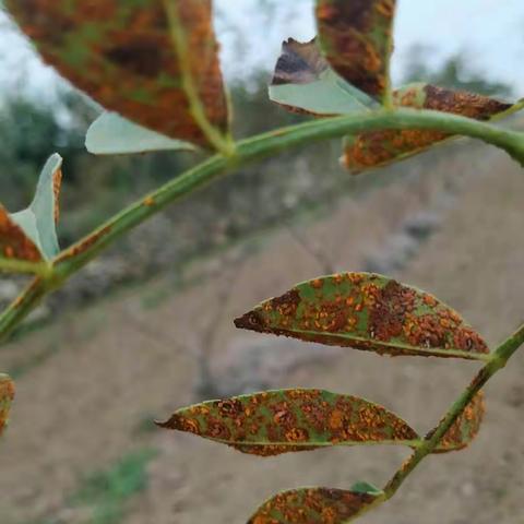 花椒锈病发生情况及防治方法