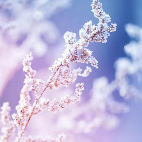 乐成优贝幼儿园点心篇—红糖发糕