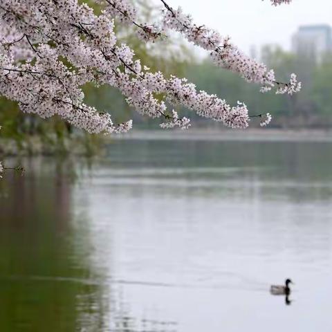 樱花🌸樱花🌸  … …