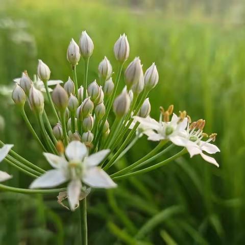 韭菜花