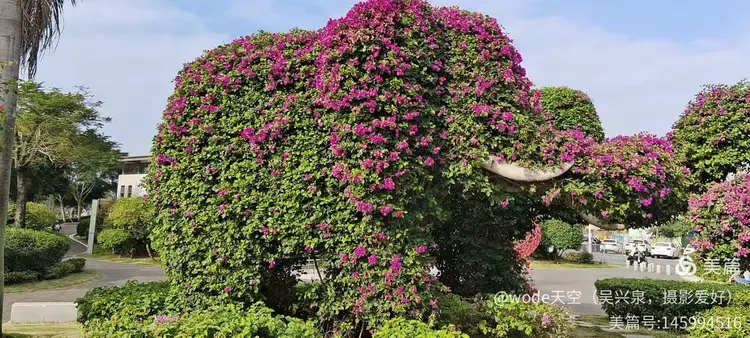 广东三角梅基地
