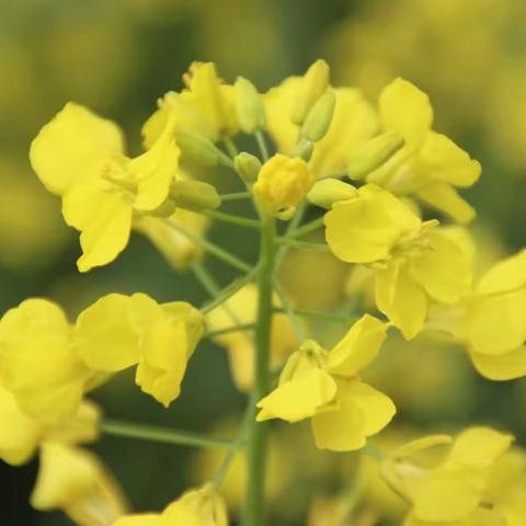 油菜花约我打卡