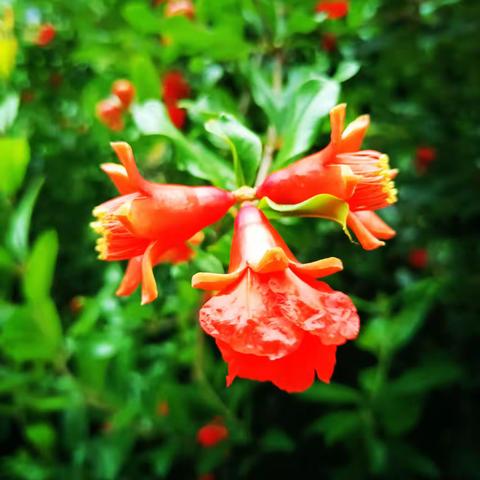 小满    石榴花红