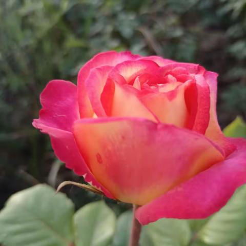 春雨落花，时光流去，愿你舒心展目，岁月可期