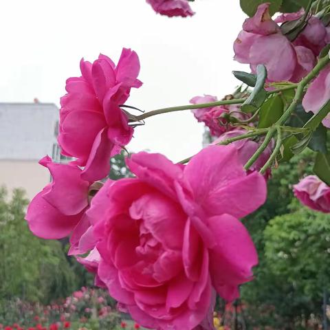 春已暮花已落  初夏有新花