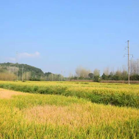 今秋稻田风光