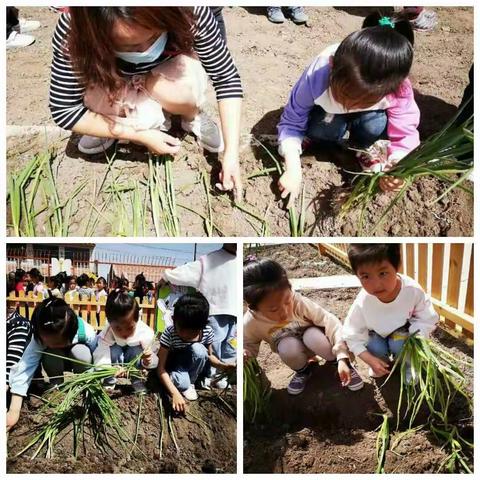 张北县幼儿园大五班春种秋收