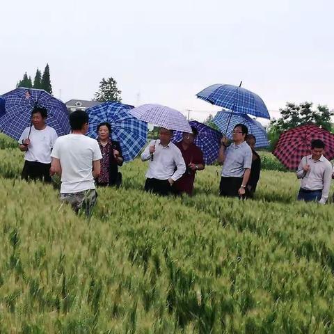 省种子管理站领导、专家一行到我公司考察指导试验工作