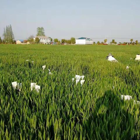 明光分公司农科所组织开展小麦育种杂交配组工作