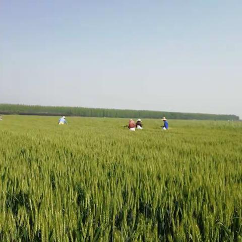 明光分公司:严把种源质量，彰显国企担当