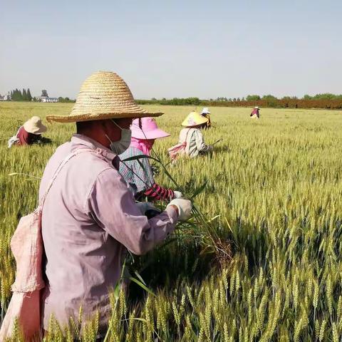 明光分公司:种子繁育田去杂去劣工作进入冲刺阶段