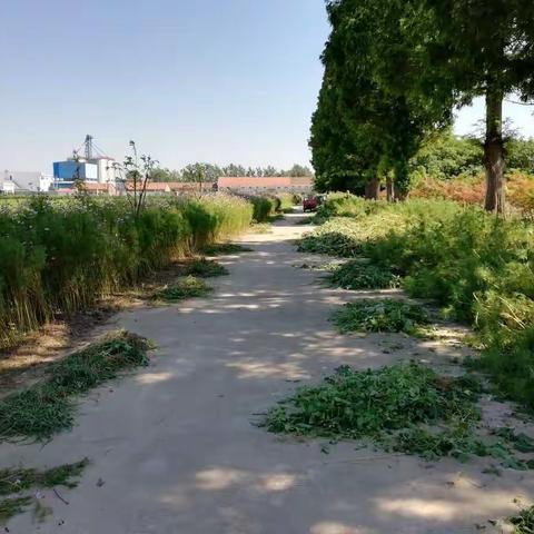 农科所杂草再清理