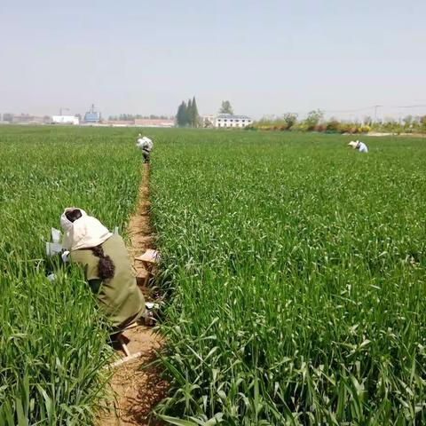 明光分公司农科所:组织工作人员进行小麦杂交去雄