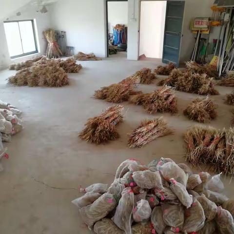 农科所田间收获基本情况