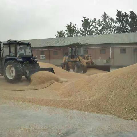 皖垦种业明光分公司全面完成午季产品收储任务