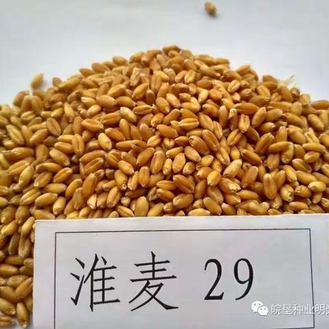 要想致富到永久，就种淮麦29