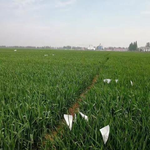 寒来暑往十余载，穗穗辛苦又一年