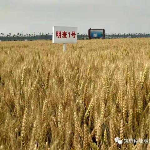 种明麦1号，收获明天的希望