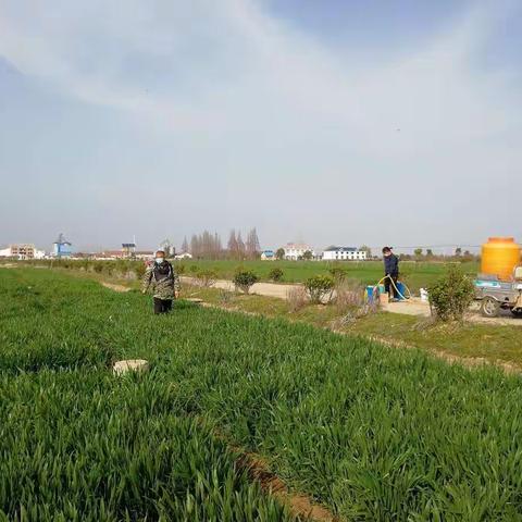 疫情将过春风暖，春季田管抓紧时