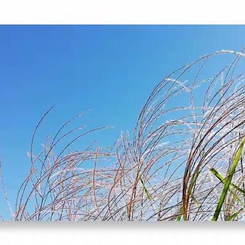 园博园小景