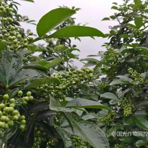 邀请函：第七届国光花椒种植者联盟交流会暨花椒现代调控技术交流会