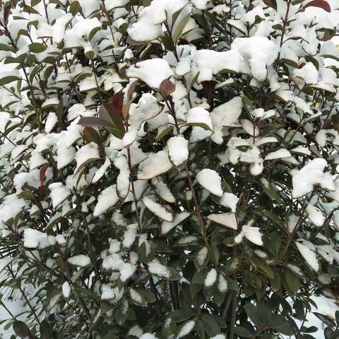 飘雪的季节更想你