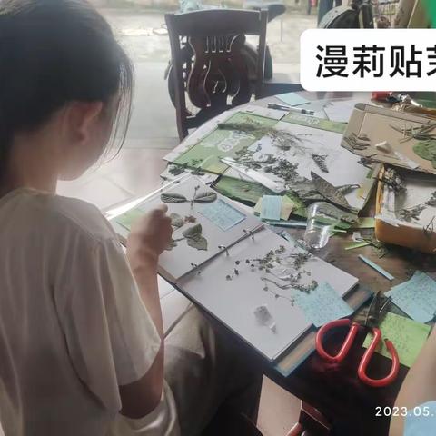 春日百花齐放，踏青寻找草药   ——记二侨中中草药标本比赛星蝶&星月小组参赛全过程