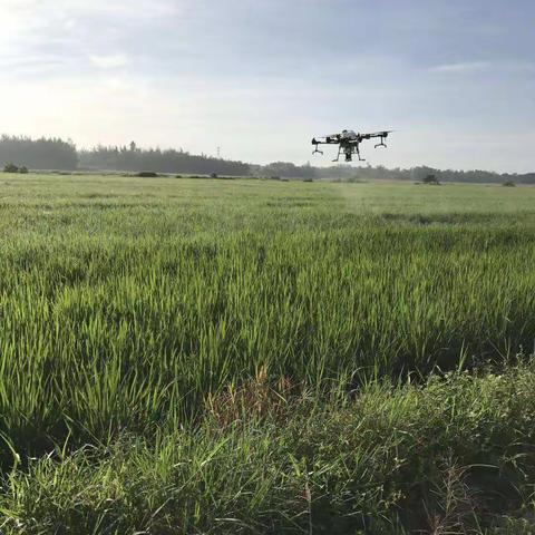 文昌市农技中心在锦山镇开展水稻病虫害统防统治概况