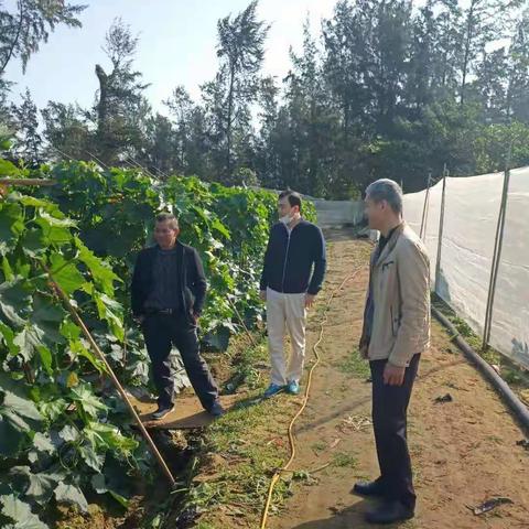 文昌市农技中心开展农作物抗寒防灾工作概况