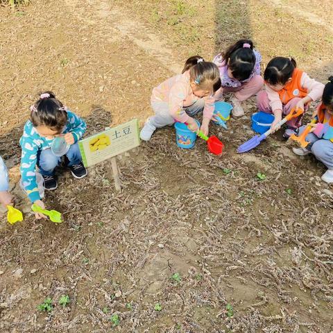 【西安市新城区】西光幼儿园中七班播种希望 收获快乐